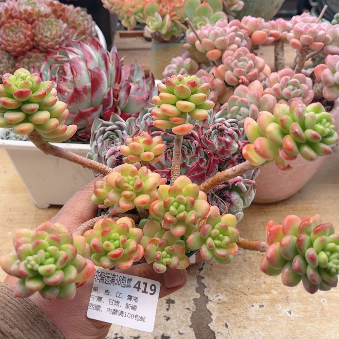 419香格里拉德华多肉