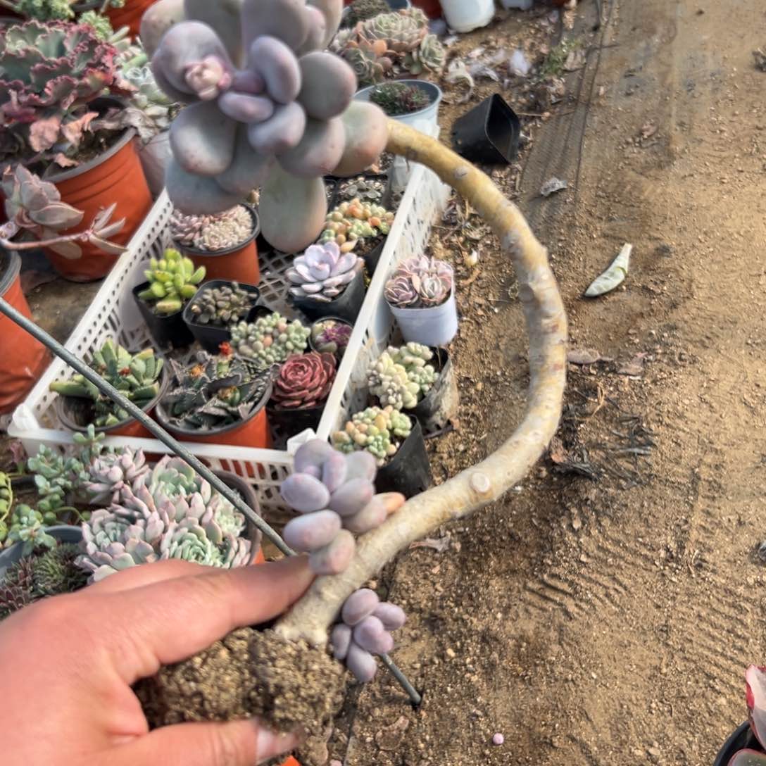 多肉植物多肉植物