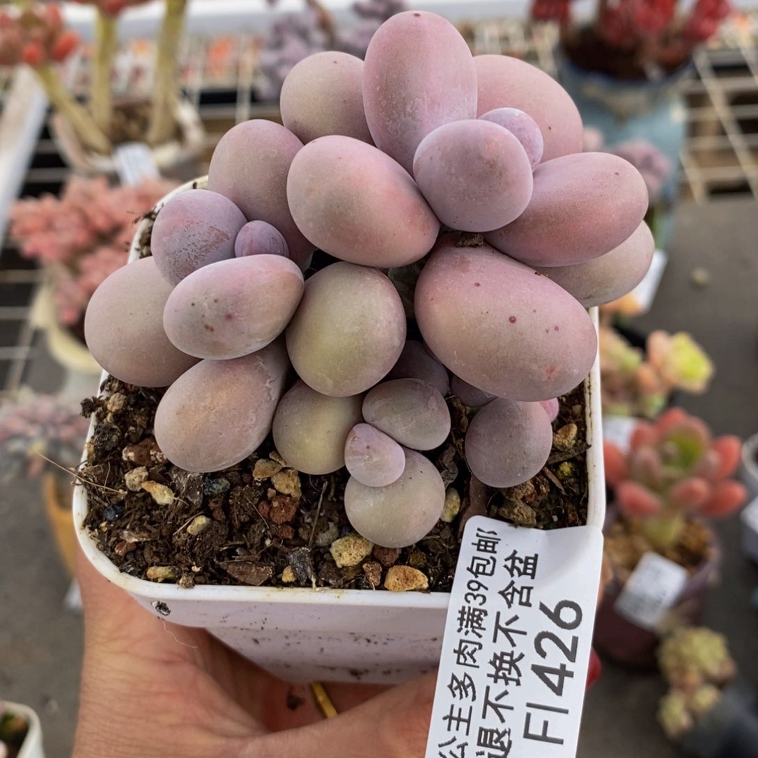 原始奶酪426/7c m