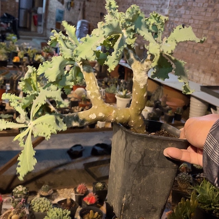 满38包邮2天凑单，脱土晾根发货多肉植物雪露厚敦菊