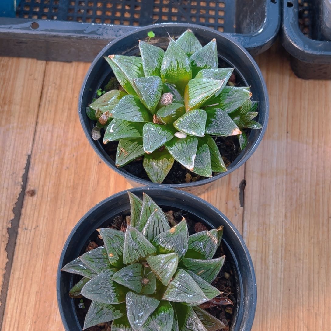 母本白沙玉露多肉一颗