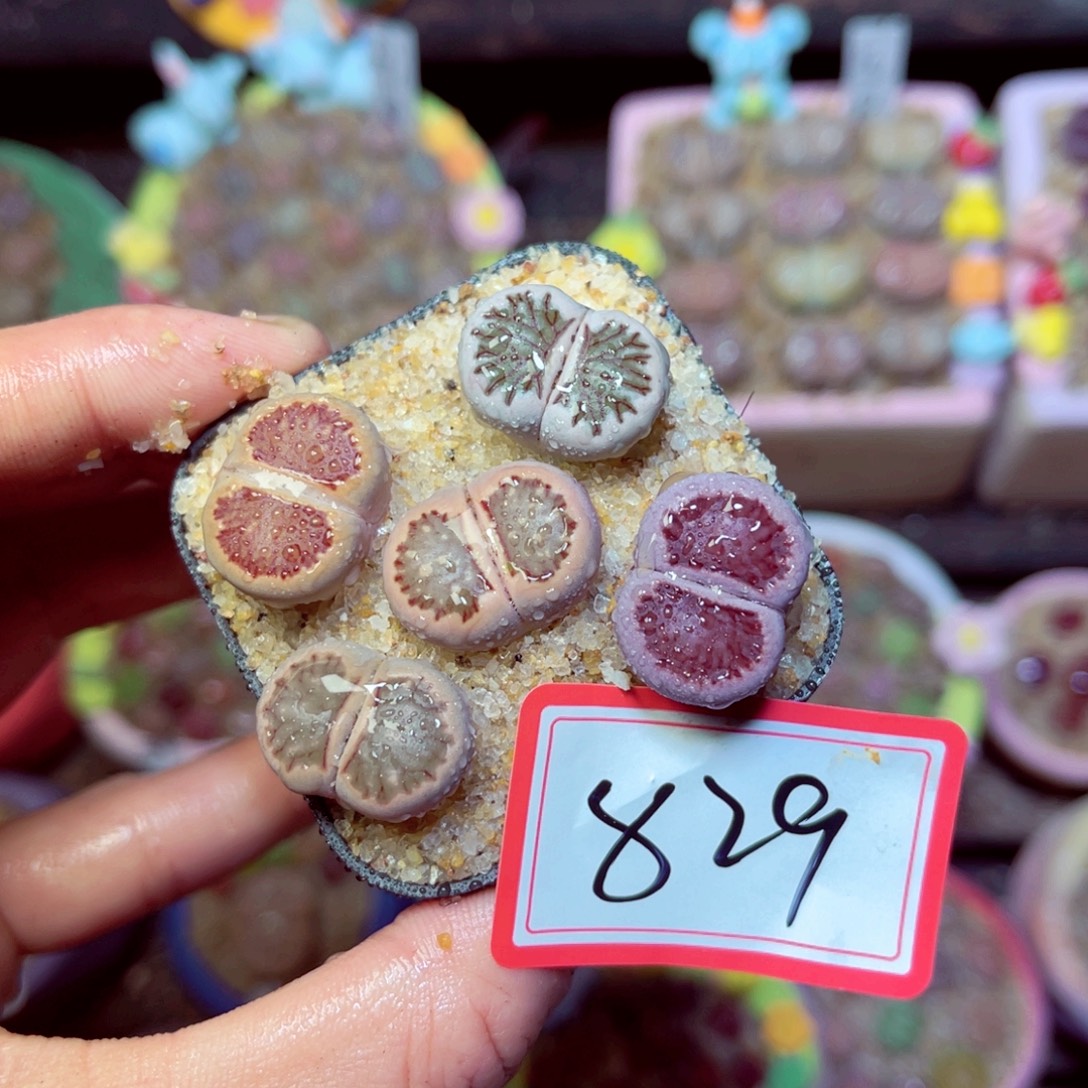 829生石花带盆发1