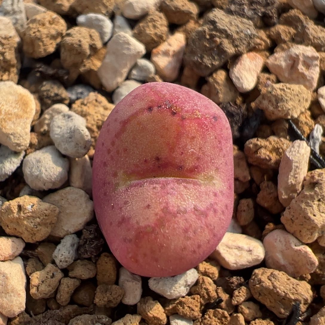 81多肉植物百科知识