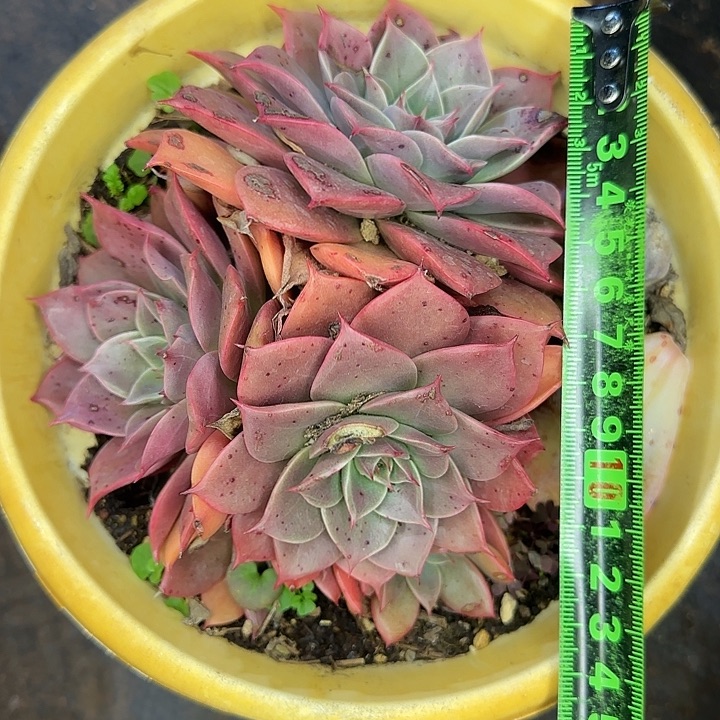 米亚226 多肉植物一物一拍