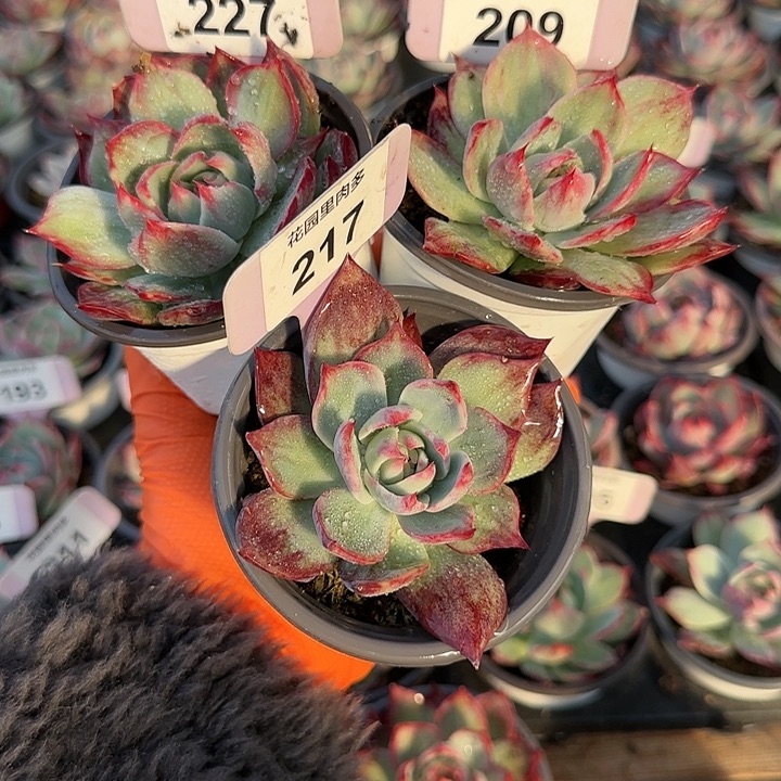 猪***姐227,209,217 惊鸿仙子多肉植物6-9cm