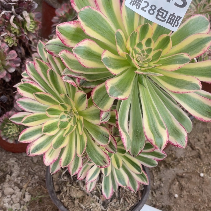 1145二号棚V仅仅B