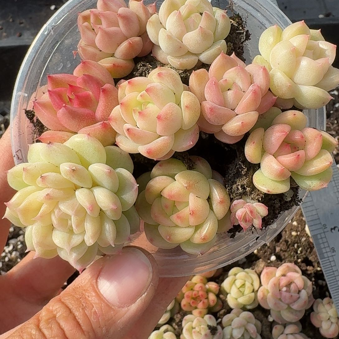 杂交新品珍妮多肉560