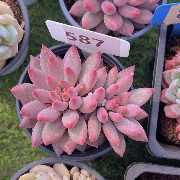 健健康康平平安安