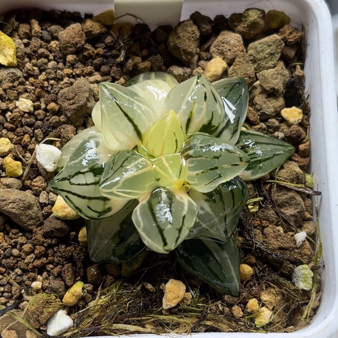 177西瓜寿锦福利专场