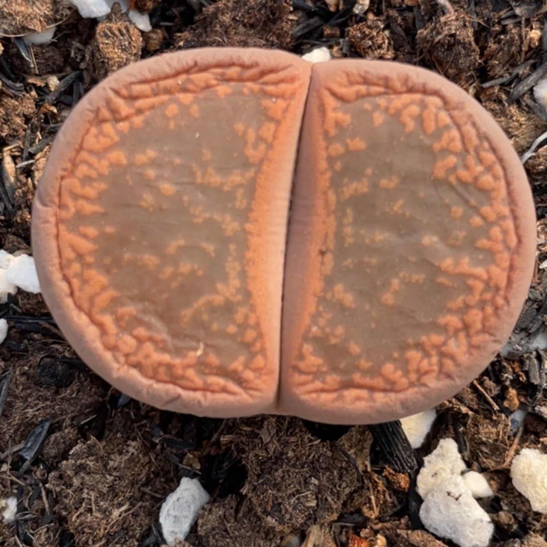 满20包邮非偏远266