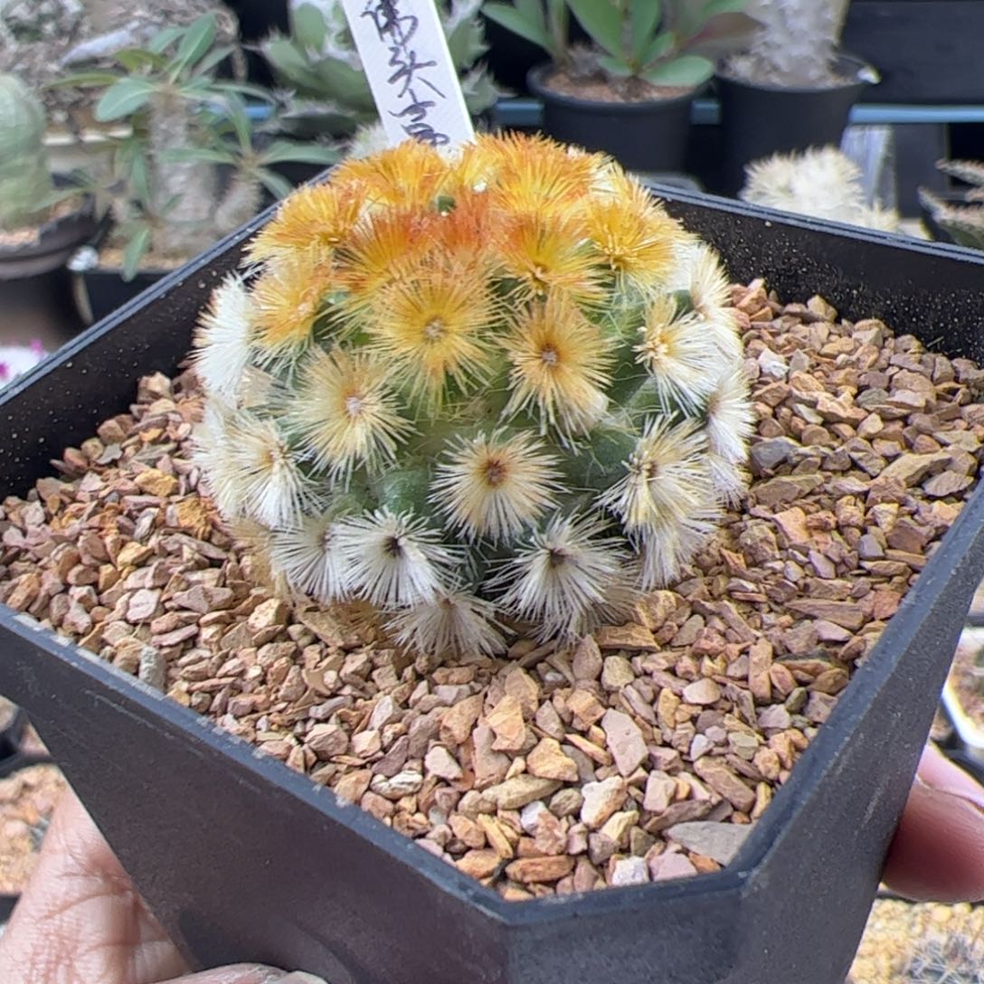 佛头嘉文丸一物一拍345