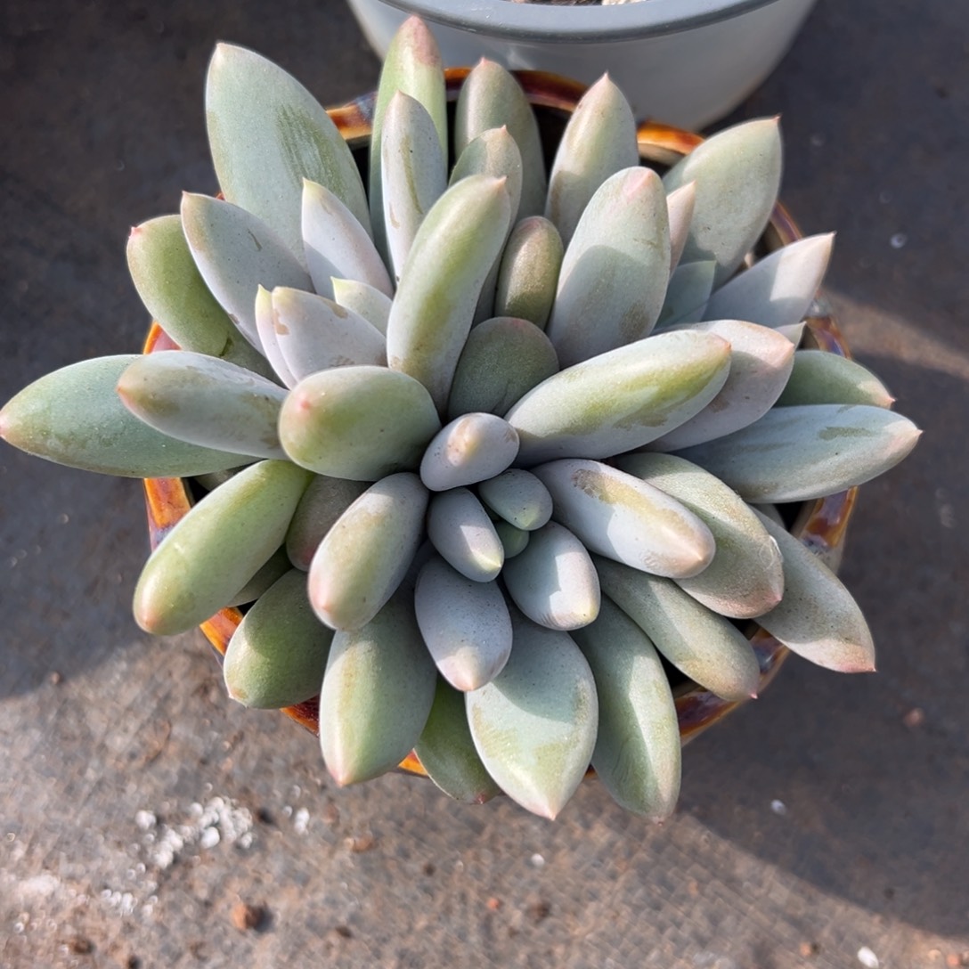 1102175 海豚体哥特萝莉三头10厘米