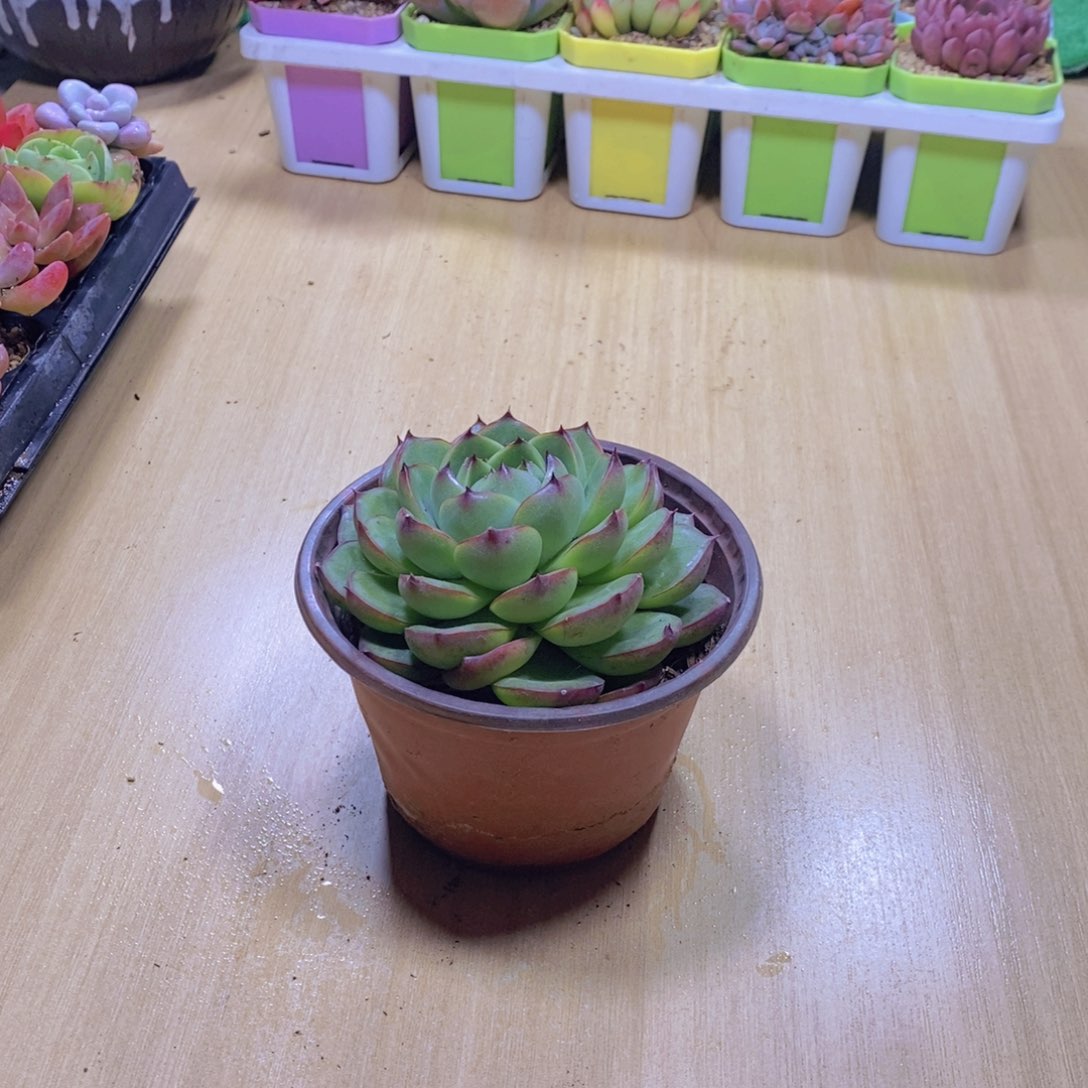 无花朵多肉植物月亮石110