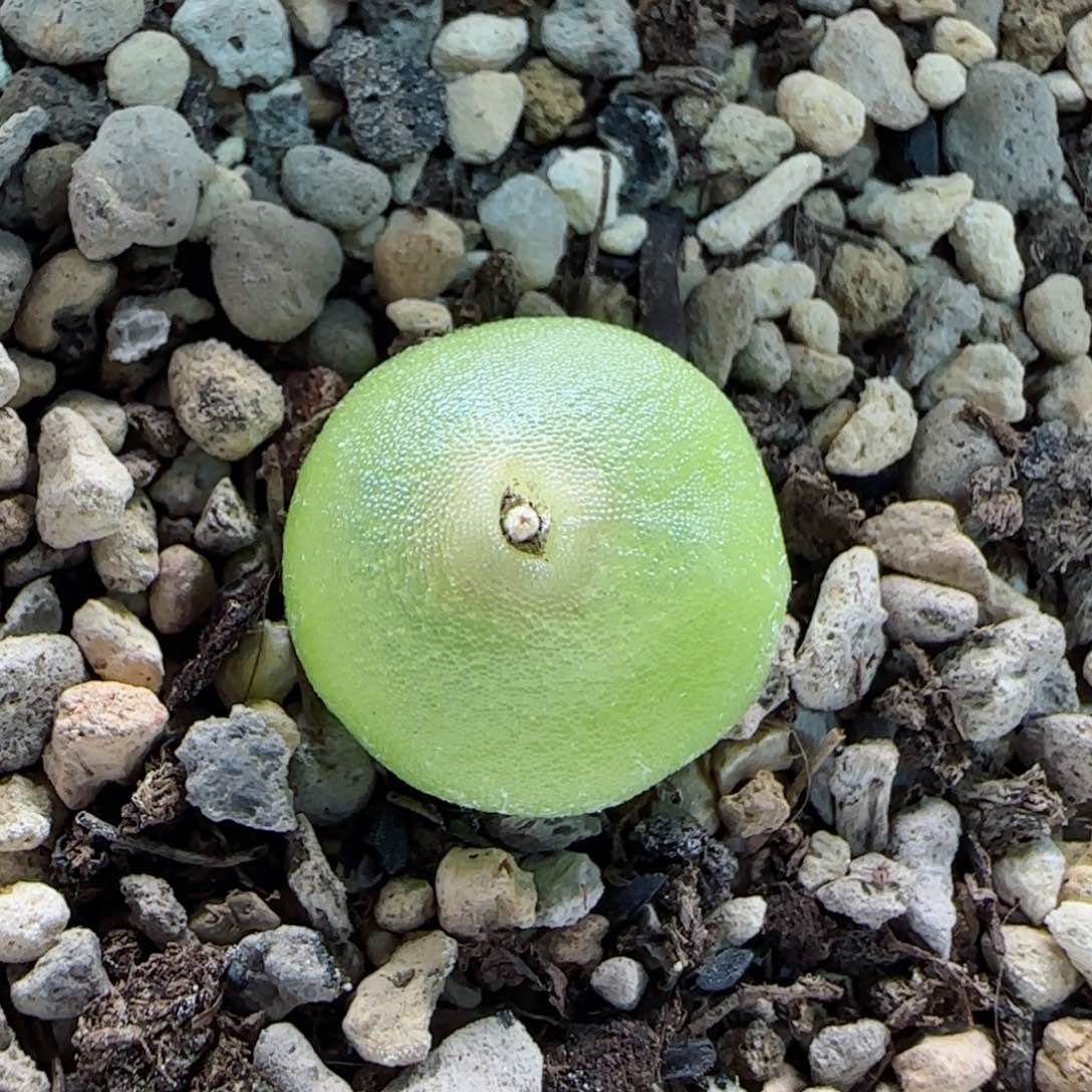 2-12-3-2当天满58包邮哈默灯泡1.4cm脱土