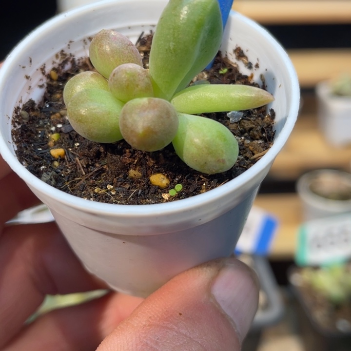 乌里韦亚622号的多肉啊啊