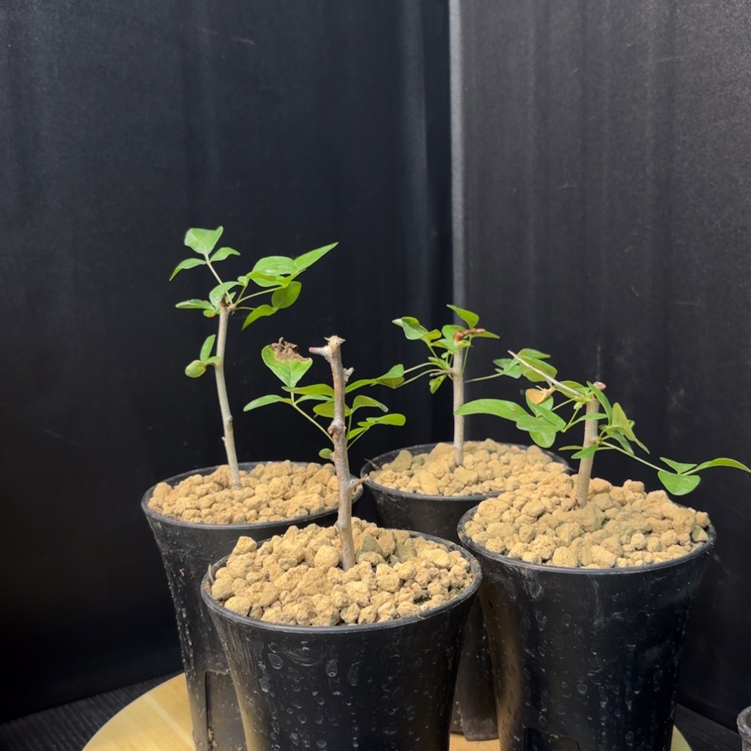 木 卡塔夫扦插有根