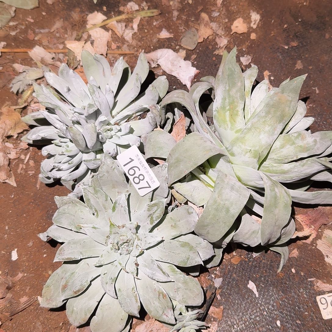 3代杂交仙女杯多肉福利处理3颗