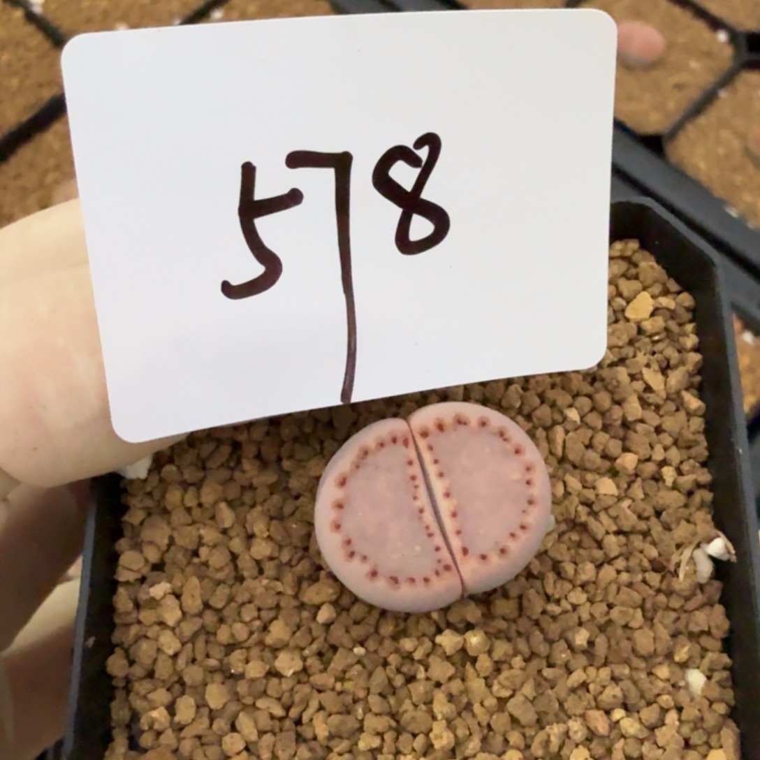 美***河多肉多肉多肉9-578