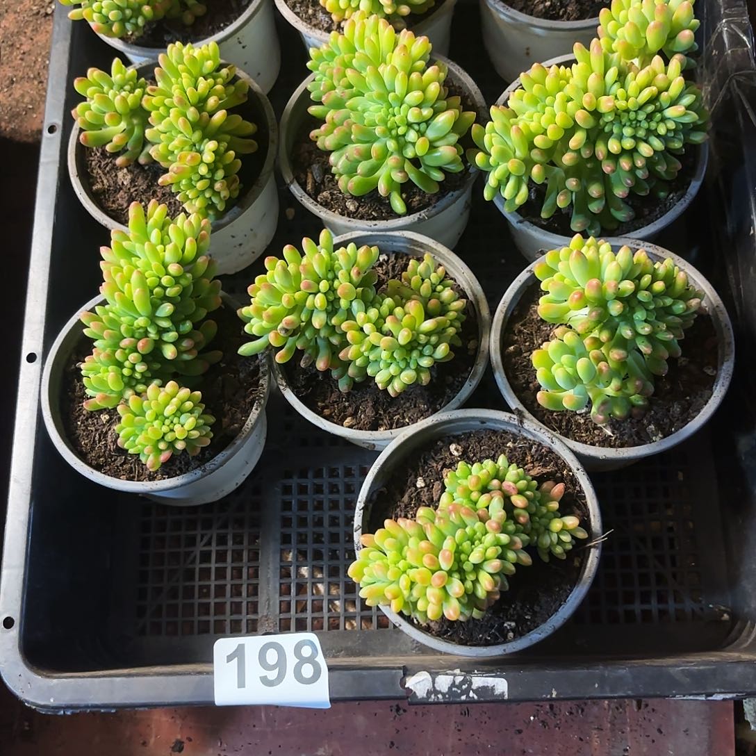 多肉植物宽拍198号