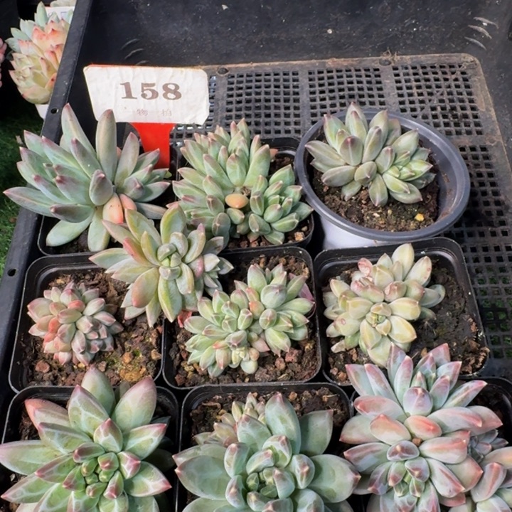 158多肉植物一物一拍