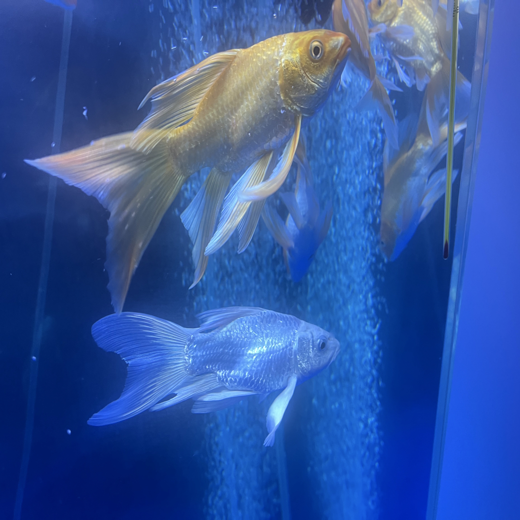 纯种普短身白色蝴蝶鲤冷水观赏鱼大鳍大尾好养耐活13左右