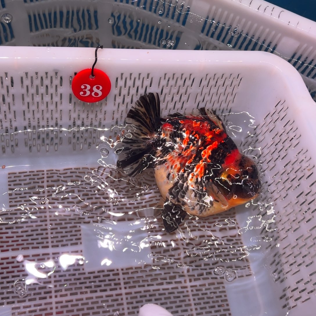 X***脏金鱼你好吗我好想你啊我