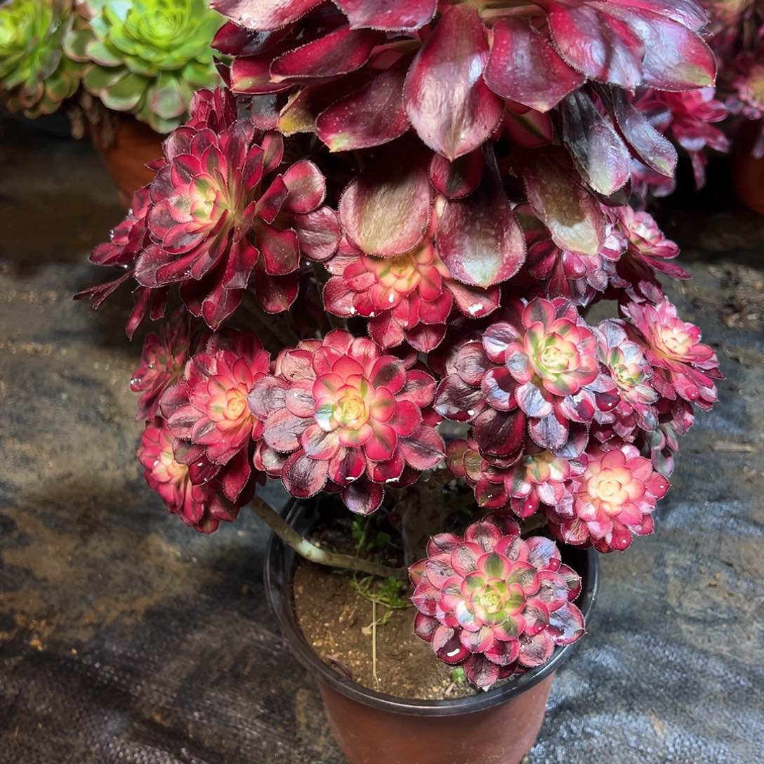 124多肉0000000000000000