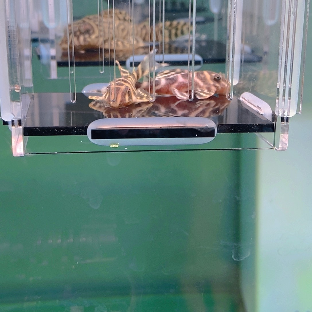 清道夫鱼帝王异型3号