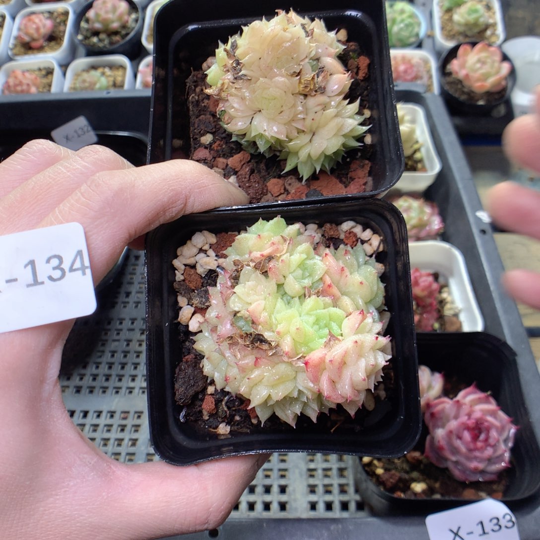 X134y y y y y y y y y y