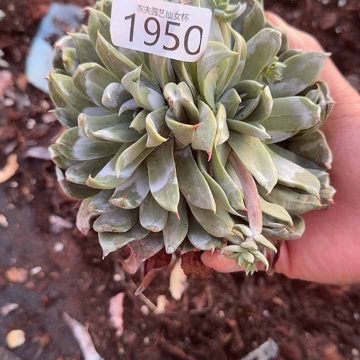 3代杂交新品仙女杯多肉