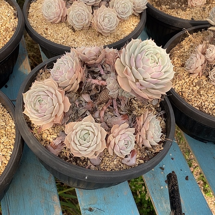 露娜连无坎老桩元旦福利