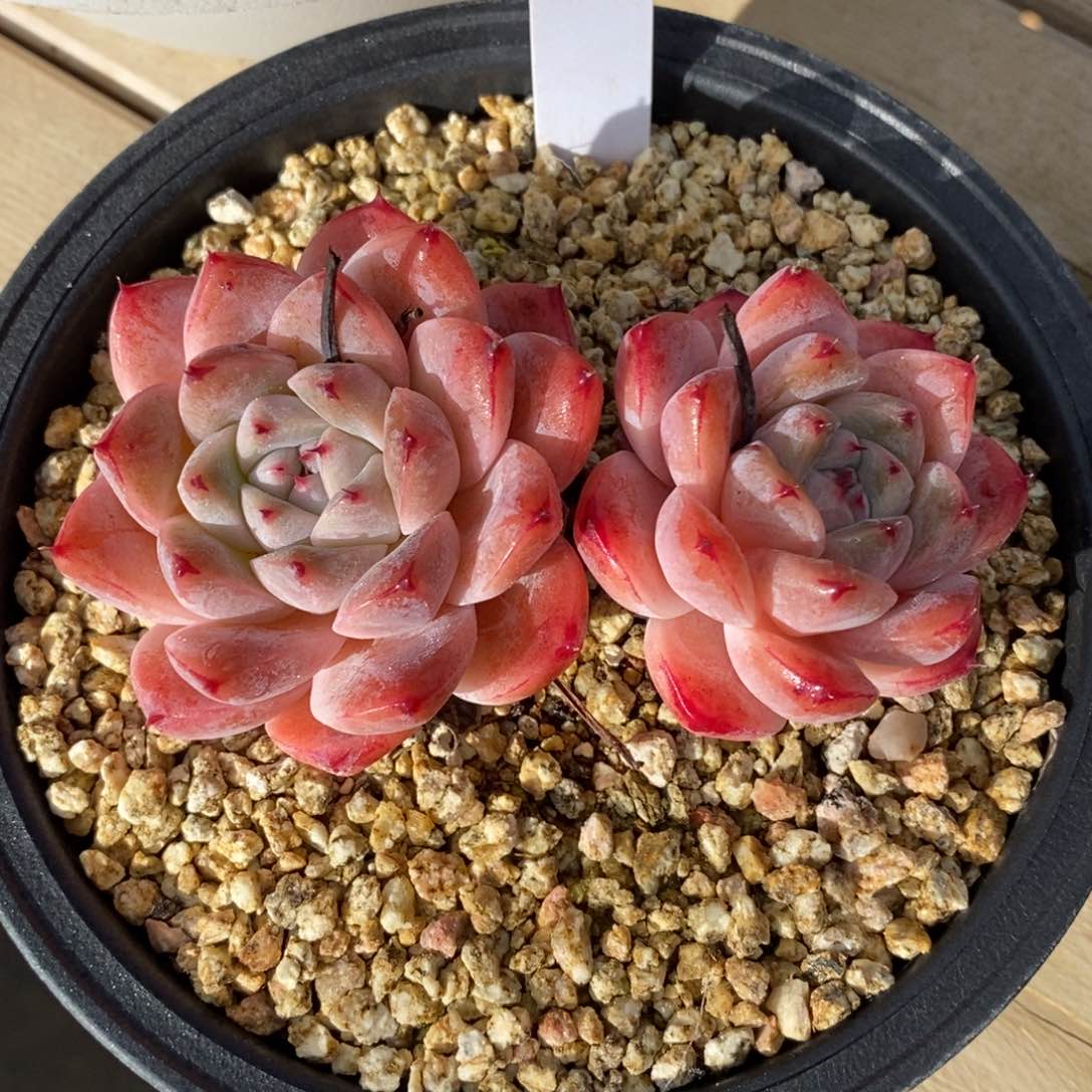 自助下单一物一拍，下滑链接多种品种多肉