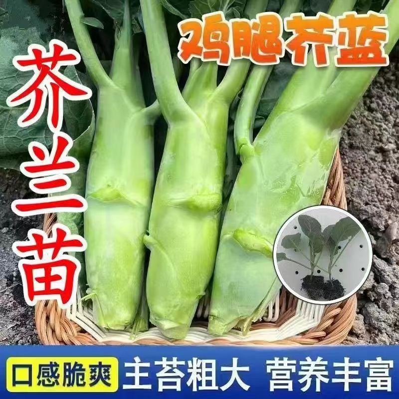 脆甜鸡腿芥兰秧苗带土早熟芥兰苗阳台花盆小院种植蔬菜秧苗