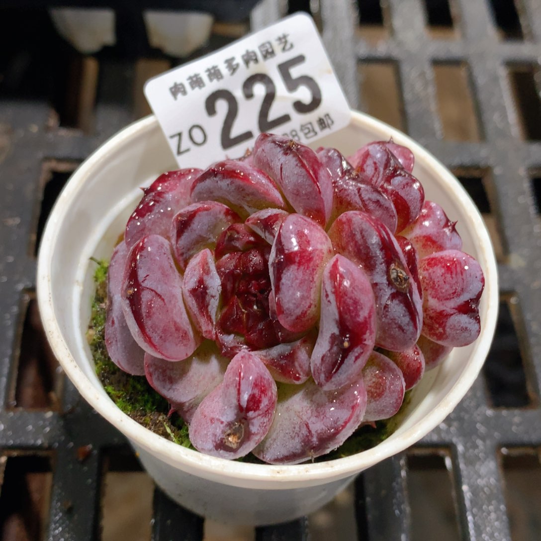 肉萌萌拇指盆精控多肉ZO225