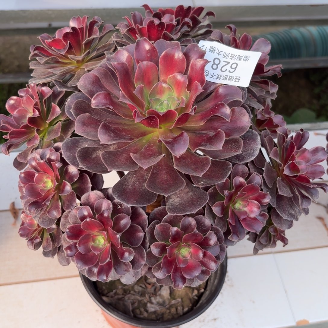 628花纳多肉植物法师