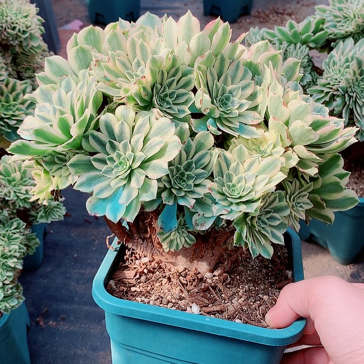 碧玉朵朵脱土发货啊