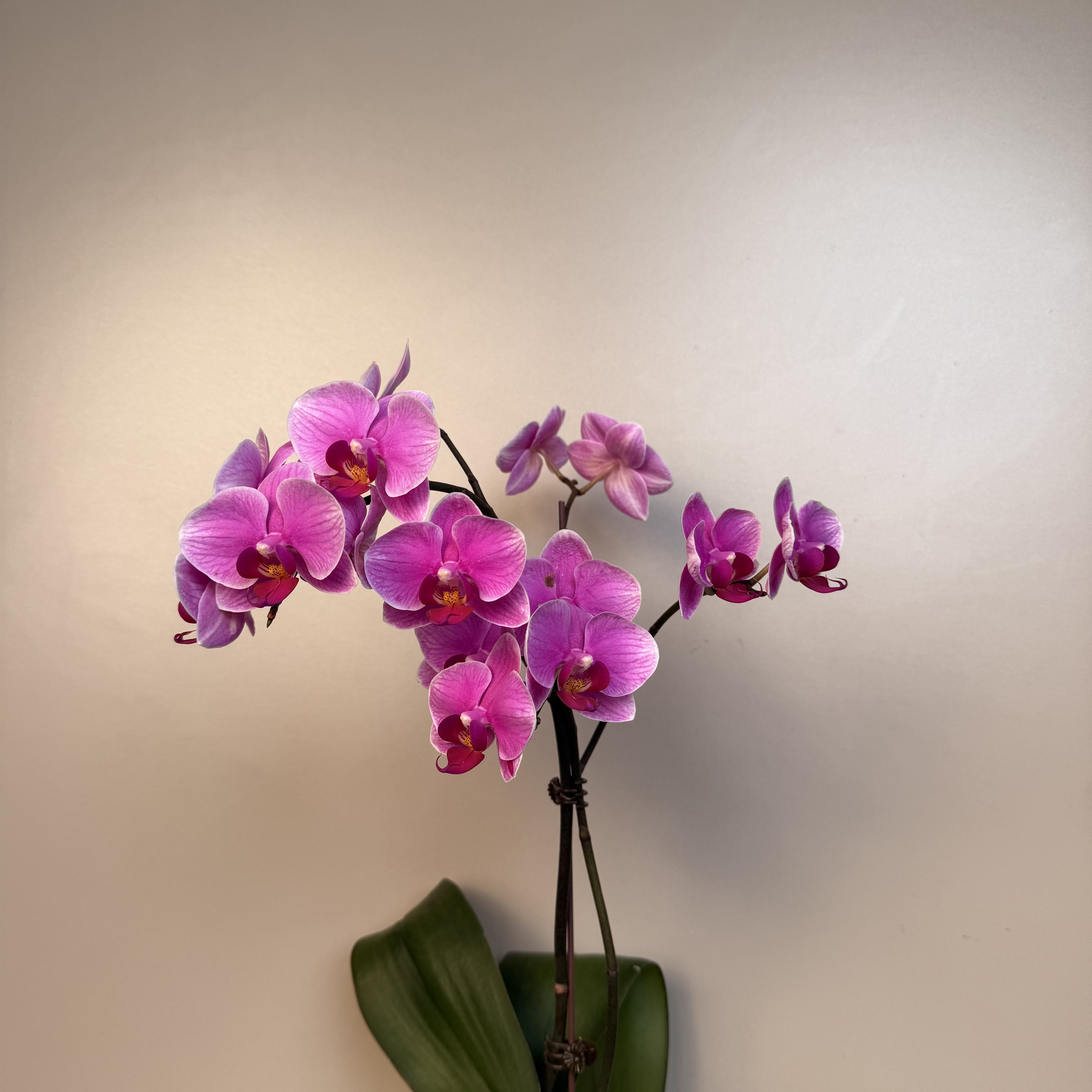 《明兰基地》蝴蝶兰（红霞飞）全花开花珠发货