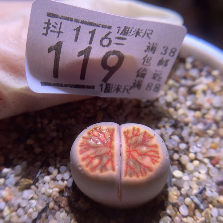 精品生石花116.119