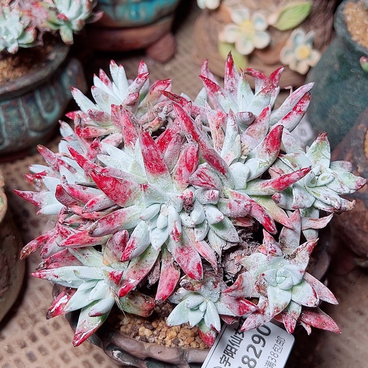 8290海瑟白菊仙女杯多肉