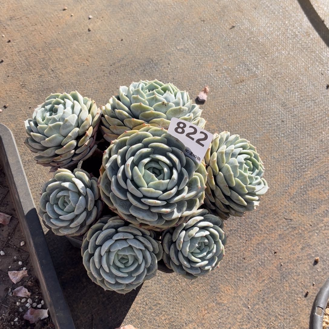 ಇ***ഒ822号新疆西藏内蒙古不包邮的