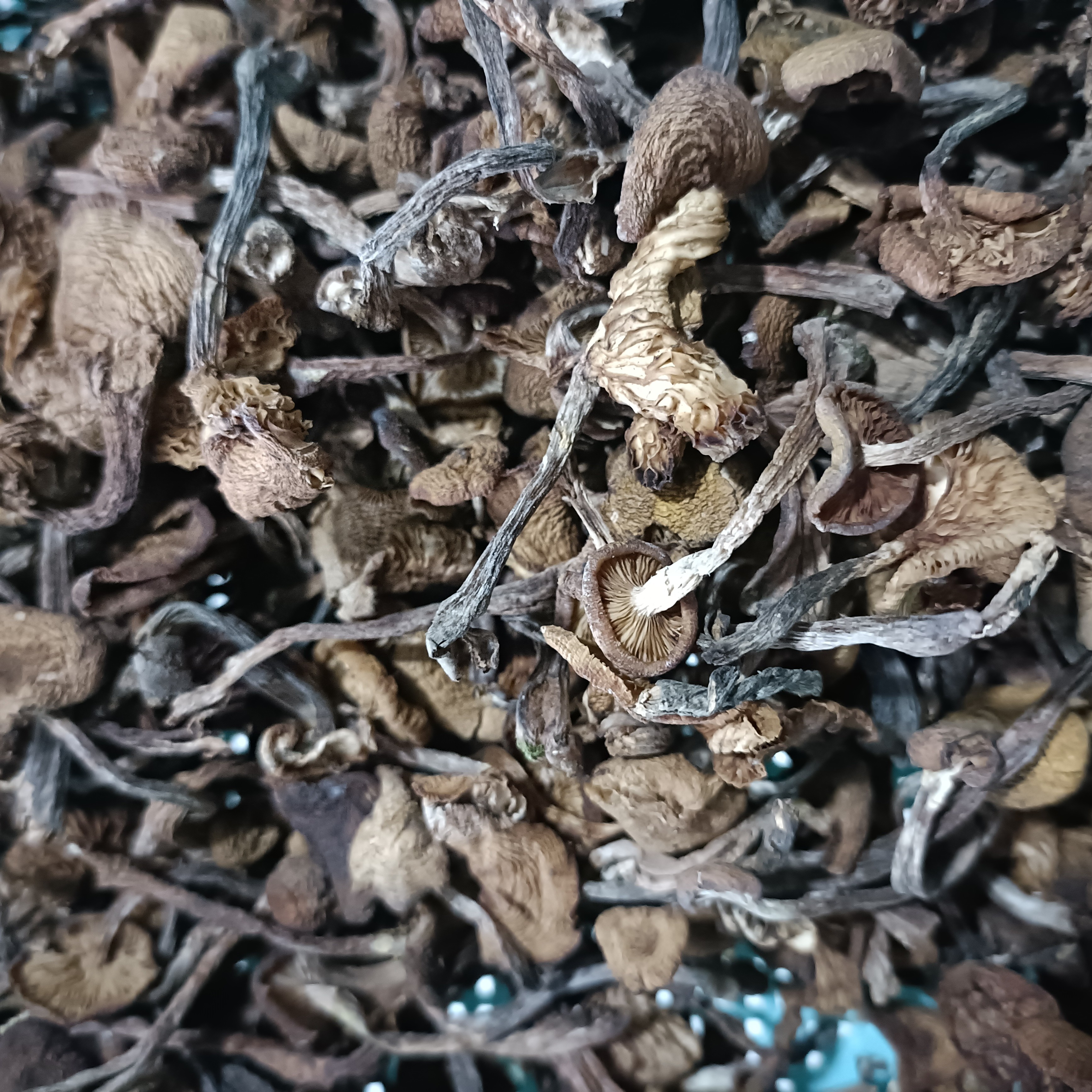 蘑菇丁干货东北特产自然晾晒