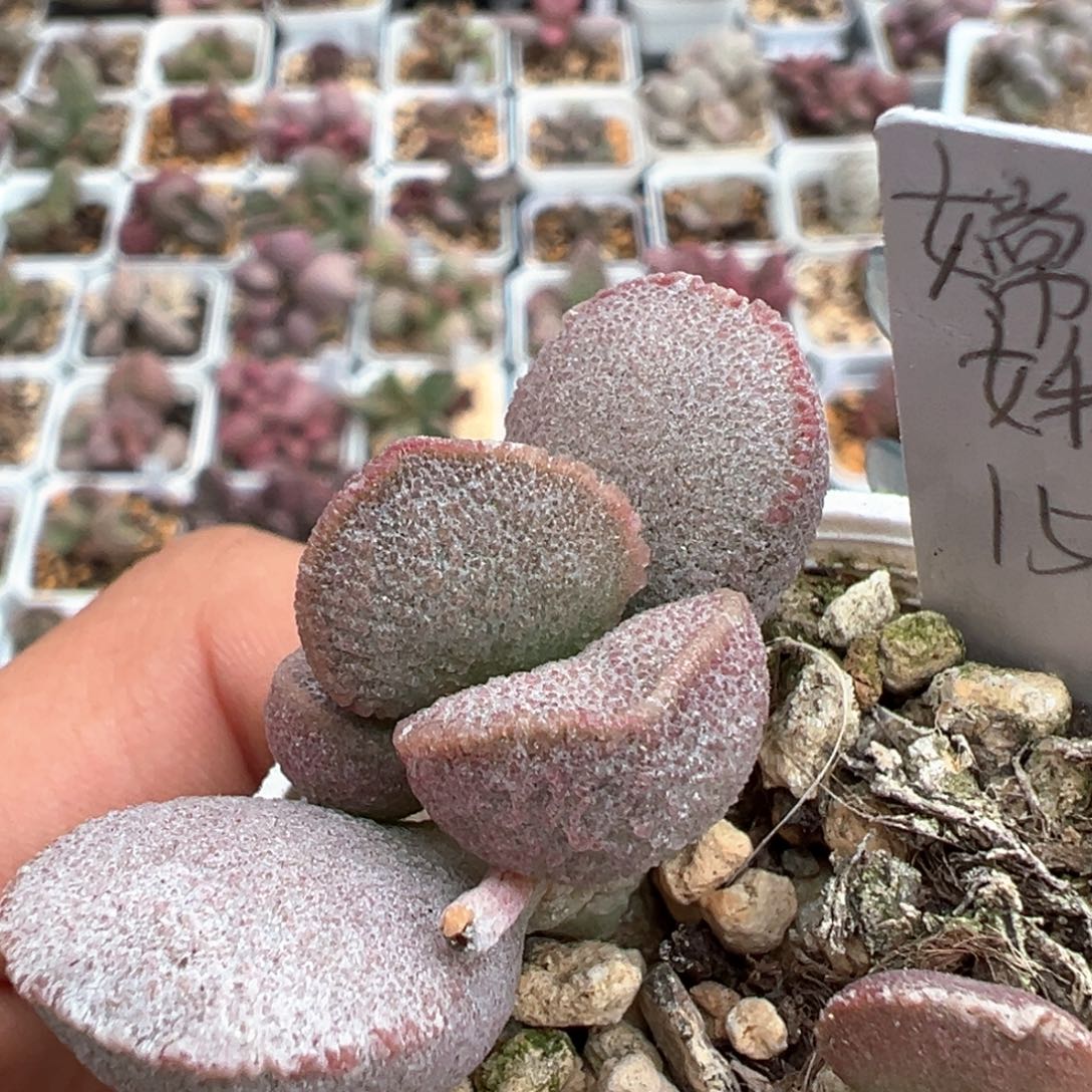 嫦娥多肉植物水泡