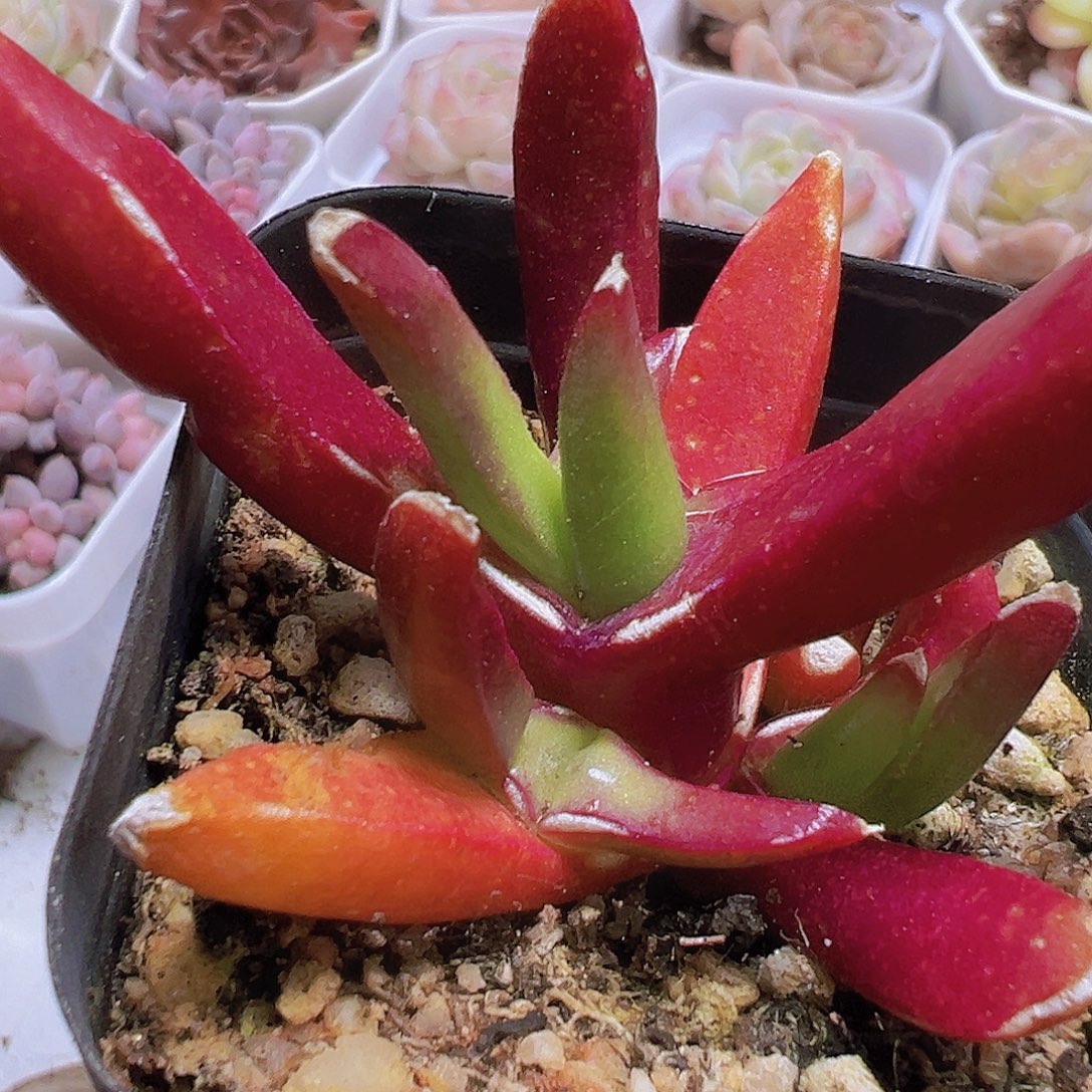 新妖19包邮多肉植物