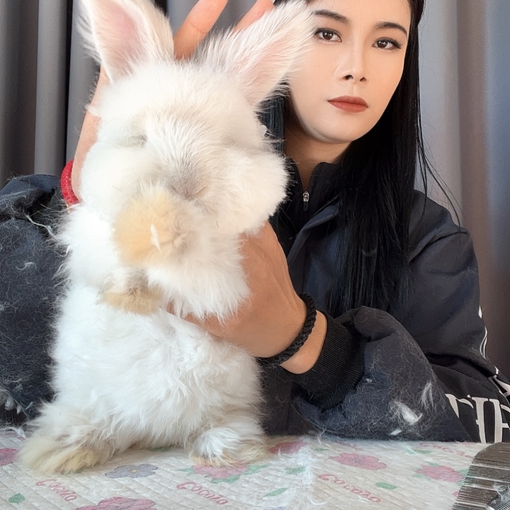 网红安哥拉兔霜白色妹妹送兔粮质保15天