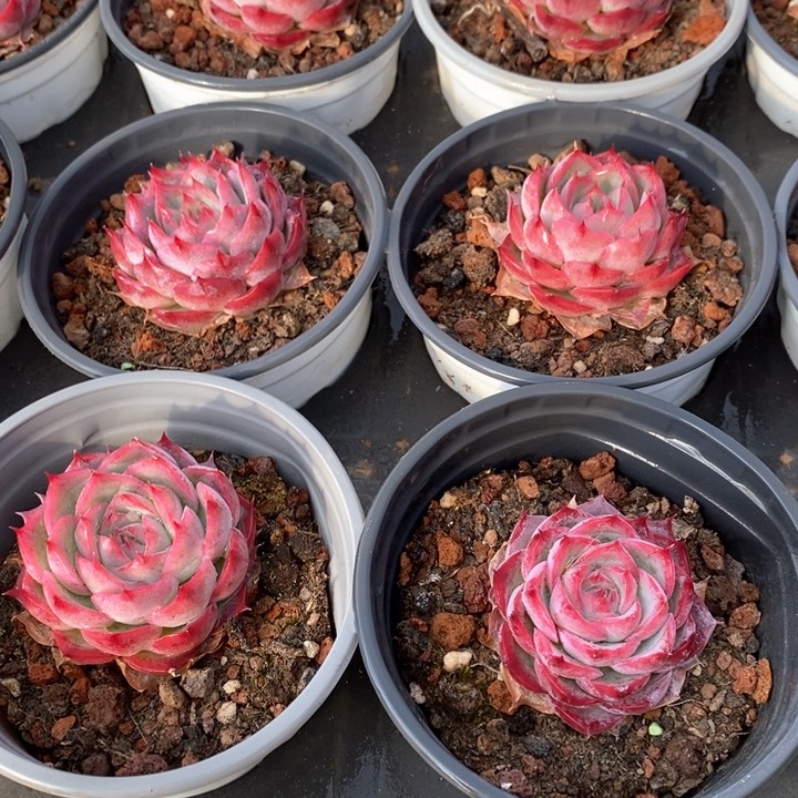 110。侧影。福利多多