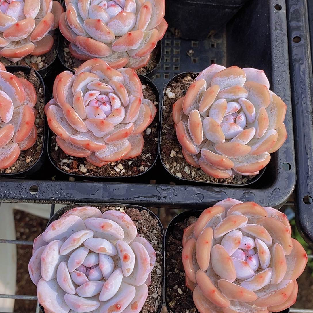 0616- 小脸星星橙单头买一送一量拍