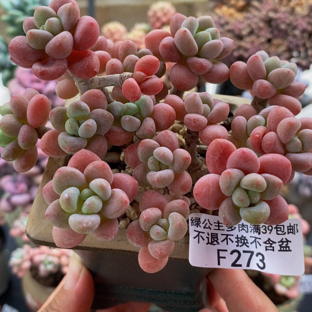 273鱼子酱12cm多肉