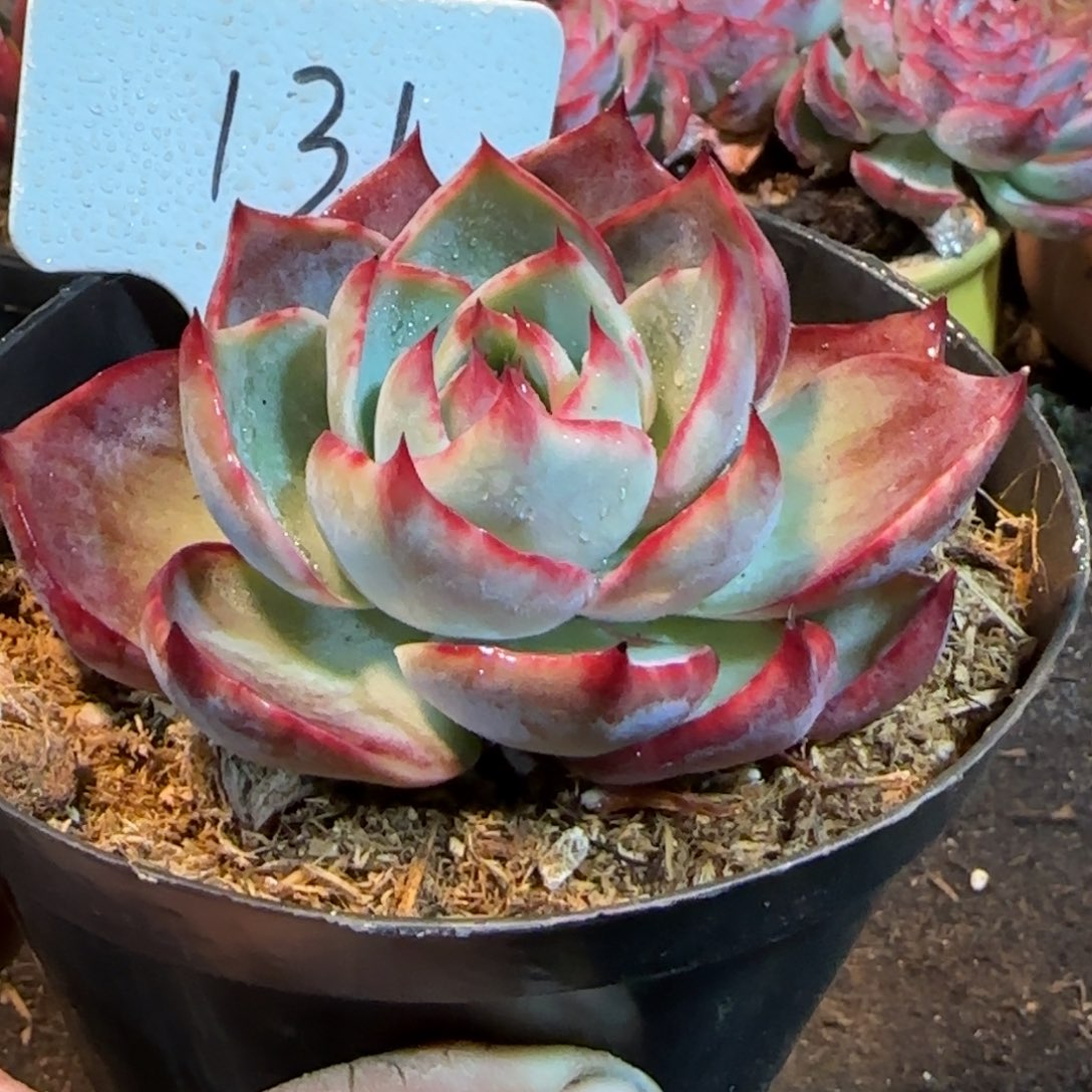 三角勺型惊鸿一物一拍包装收缩花旱131