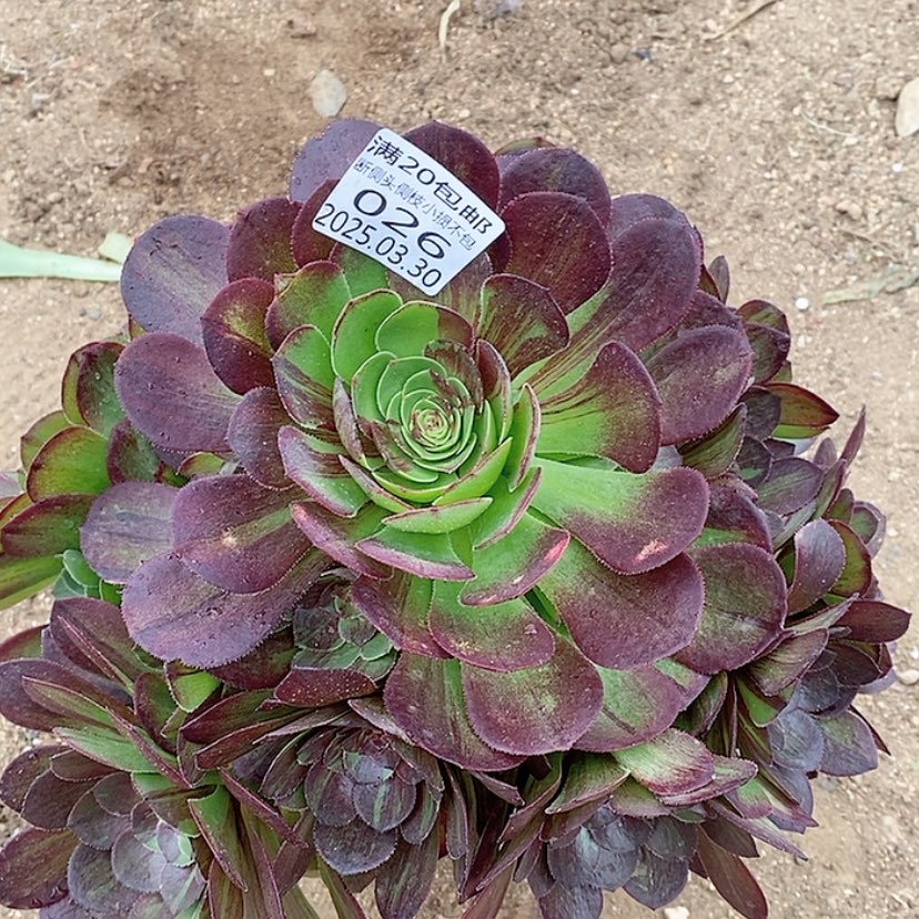 【闪购商品】3.30-26花月夜多肉植物