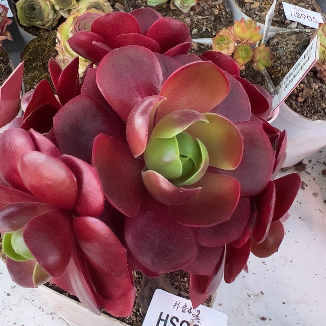 花生 色界群生 906